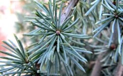 Horstmann Dwarf Blue Atlas Cedar - 1 Gallon Pot 9 Horstmann Dwarf Blue Atlas Cedar - 1 Gallon Pot -Flowers World Shop Blue Atlas Cedar Needles Foliage leaves 1