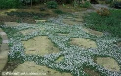 Blue Star Creeper (Laurentia Fluviatilis) - 6 Pack Of Pint Pots -Flowers World Shop Blue Star Creeper 20