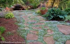 Blue Star Creeper (Laurentia Fluviatilis) - 6 Pack Of Pint Pots -Flowers World Shop Blue Star Creeper 21