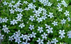 Blue Star Creeper (Laurentia Fluviatilis) - 6 Pack Of Pint Pots -Flowers World Shop Blue Star Creeper Laurentia 1