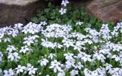 Blue Star Creeper (Laurentia Fluviatilis) - 6 Pack Of Pint Pots -Flowers World Shop Blue Star Creeper Laurentia Isotoma