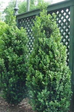Dee Runk Columnar Boxwood - 6 Pack Of 1 Gallon Pots -Flowers World Shop Boxwood Dee Runk 2 500x750 4