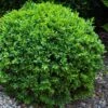 Dwarf English Boxwood - 2 Gallon Pot 1 Dwarf English Boxwood - 2 Gallon Pot -Flowers World Shop Boxwood Dwarf English 1