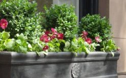 Dwarf English Boxwood - 1 Gallon Pot -Flowers World Shop Boxwood Dwarf English 2 1