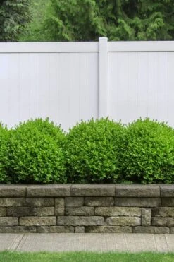 Dwarf English Boxwood - 6 Pack Of 1 Gallon Pots -Flowers World Shop Boxwood Dwarf English 3 2