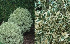 Dwarf Variegated Boxwood - 1 Gallon Pot -Flowers World Shop Boxwood Dwarf Variegated 50 2