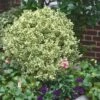 Dwarf Variegated Boxwood - 6 Pack Of 1 Gallon Pots -Flowers World Shop Boxwood Dwarf Variegated 500x750 2
