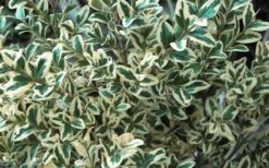 Dwarf Variegated Boxwood - 1 Gallon Pot -Flowers World Shop Boxwood Dwarf Variegated 51 2