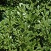 Franklins Gem Dwarf Boxwood - 1 Gallon Pot -Flowers World Shop Boxwood Franklins Dwarf BS