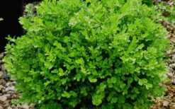Franklins Gem Dwarf Boxwood - 3 Gallon Pot -Flowers World Shop Boxwood Franklins Gem 2