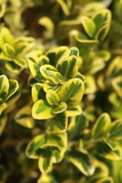 Golden Triumph Variegated Dwarf Boxwood - 6 Pack Of 1 Gallon Pots -Flowers World Shop Boxwood Golden Triumph 3 1