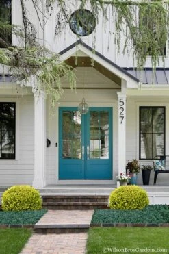 Golden Triumph Variegated Dwarf Boxwood - 3 Gallon Pot 12 Golden Triumph Variegated Dwarf Boxwood - 3 Gallon Pot -Flowers World Shop Boxwood Golden Triumph 7 2