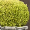 Golden Triumph Variegated Dwarf Boxwood - 6 Pack Of 1 Gallon Pots -Flowers World Shop Boxwood Golden Triumph 9 1