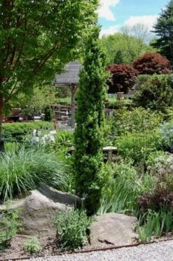 Graham Blandy Columnar Boxwood - 1 Gallon Pot -Flowers World Shop Boxwood Graham Blandy 2 4