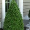 Green Mountain Boxwood - 1 Gallon Pot 2 Green Mountain Boxwood - 1 Gallon Pot -Flowers World Shop Boxwood Green Mountain 11 3