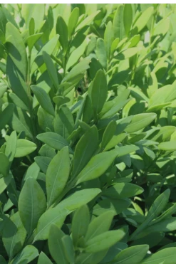 Green Mountain Boxwood - 2 Gallon Pot -Flowers World Shop Boxwood Green Mountain 12 1