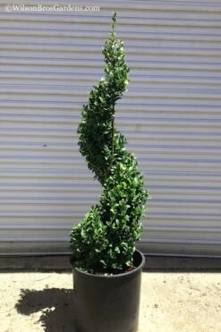 Common Boxwood Spiral Topiary - 5 Gallon Pot -Flowers World Shop Boxwood Green Mountain Spiral 1 1
