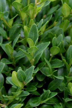 Green Velvet Boxwood - 7 Gallon Pot 13 Green Velvet Boxwood - 7 Gallon Pot -Flowers World Shop Boxwood Green Velvet 1 1