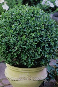 Green Velvet Boxwood - 7 Gallon Pot 12 Green Velvet Boxwood - 7 Gallon Pot -Flowers World Shop Boxwood Green Velvet 3 1