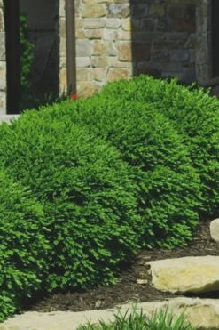 Green Velvet Boxwood - 6 Pack Of 1 Gallon Pots -Flowers World Shop Boxwood Green Velvet 7 2