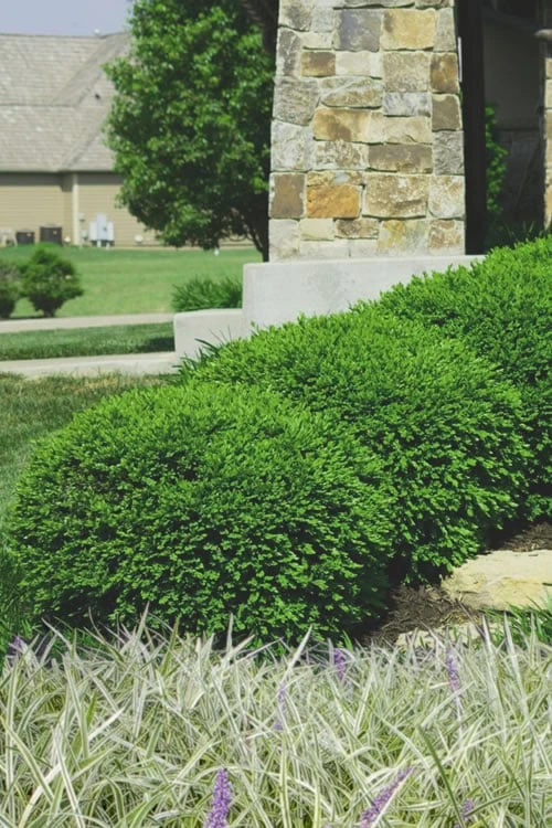 Green Velvet Boxwood - 7 Gallon Pot 3 Green Velvet Boxwood - 7 Gallon Pot
