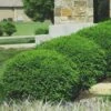 Green Velvet Boxwood - 1 Gallon Pot -Flowers World Shop Boxwood Green Velvet 8
