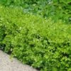 Japanese Boxwood - Buxus Microphylla - 3 Gallon Pot -Flowers World Shop Boxwood Japanese 500x750 3
