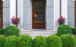 Japanese Boxwood - Buxus Microphylla - 6 Pack Of 1 Gallon Pots -Flowers World Shop Boxwood Japanese Entryway