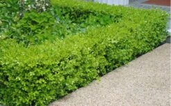 Japanese Boxwood - Buxus Microphylla - 6 Pack Of 1 Gallon Pots -Flowers World Shop Boxwood Japanese Hedge 2