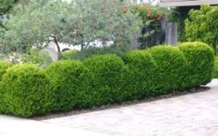 Japanese Boxwood - Buxus Microphylla - 6 Pack Of 1 Gallon Pots -Flowers World Shop Boxwood Japanese Hedge 3