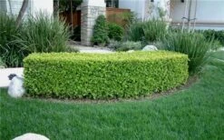 Japanese Boxwood - Buxus Microphylla - 3 Gallon Pot -Flowers World Shop Boxwood Japanese Hedge 4