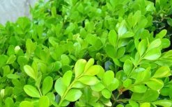 Japanese Boxwood - Buxus Microphylla - 6 Pack Of 1 Gallon Pots -Flowers World Shop Boxwood Japanese Leaves Closeup