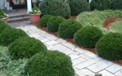 Justin Brouwers Dwarf Boxwood - 6 Pack Of 1 Gallon Pots 10 Justin Brouwers Dwarf Boxwood - 6 Pack Of 1 Gallon Pots -Flowers World Shop Boxwood Justin Brouwers In Landscape 1