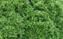 Justin Brouwers Dwarf Boxwood - 1 Gallon Pot -Flowers World Shop Boxwood Justin Brouwers Leaves
