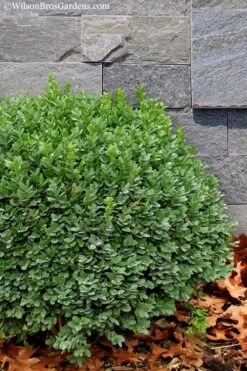 Korean Dwarf Boxwood - Buxus Sinica Var. Insularis 'Nana' - 6 Pack Of 1 Gallon Pots -Flowers World Shop Boxwood Korean Dwarf Insularis Nana 1