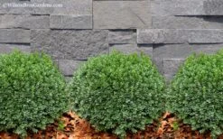 Korean Dwarf Boxwood - Buxus Sinica Var. Insularis 'Nana' - 6 Pack Of 1 Gallon Pots -Flowers World Shop Boxwood Korean Dwarf Insularis Nana 2