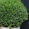 Korean Dwarf Boxwood - Buxus Sinica Var. Insularis 'Nana' - 6 Pack Of 1 Gallon Pots -Flowers World Shop Boxwood Korean Dwarf Insularis Nana 5