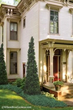 Pyramid Boxwood (Buxus Sempervirens 'Pyramidalis) - 1 Gallon Pot -Flowers World Shop Boxwood Pyramidalis 11