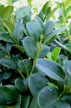 Shadow Sentry Pyramidal Boxwood - 3 Gallon Pot -Flowers World Shop Boxwood Shadow Sentry 1