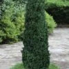 Shadow Sentry Pyramidal Boxwood - 3 Gallon Pot 1 Shadow Sentry Pyramidal Boxwood - 3 Gallon Pot -Flowers World Shop Boxwood Shadow Sentry 2