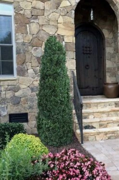 Shadow Sentry Pyramidal Boxwood - 3 Gallon Pot -Flowers World Shop Boxwood Shadow Sentry 3