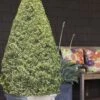 Variegated Boxwood Cone Topiary (Buxus Sempervirens 'Variegata') - 3 Gallon Pot -Flowers World Shop Boxwood Variegated Cone 10