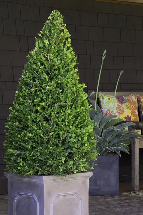 Wintergreen Boxwood - 1 Gallon Pot 6 Wintergreen Boxwood - 1 Gallon Pot - Image 4