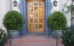 Wintergreen Boxwood - 3 Gallon Pot -Flowers World Shop Boxwood Wintergreen 12 2