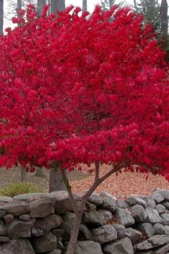 Burning Bush Tree (Single Trunk) - 3 Gallon Pot 11 Burning Bush Tree (Single Trunk) - 3 Gallon Pot -Flowers World Shop Burning Bush Tree 1