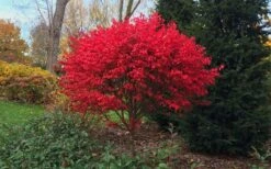 Burning Bush Tree (Single Trunk) - 3 Gallon Pot 10 Burning Bush Tree (Single Trunk) - 3 Gallon Pot -Flowers World Shop Burning Bush Tree 2