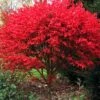 Burning Bush Tree (Single Trunk) - 3 Gallon Pot -Flowers World Shop Burning Bush Tree 6