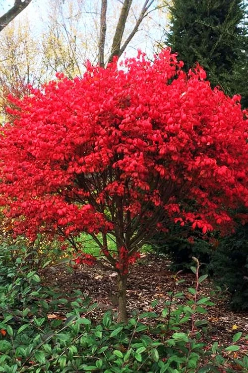 Burning Bush Tree (Single Trunk) - 3 Gallon Pot 3 Burning Bush Tree (Single Trunk) - 3 Gallon Pot