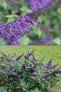 Pugster Blue Butterfly Bush - Buddleia - 2 Gallon Pot -Flowers World Shop Butterfly Bush Pugster Blue 1 1