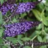 Pugster Blue Butterfly Bush - Buddleia - 3 Gallon Pot -Flowers World Shop Butterfly Bush Pugster Blue 2